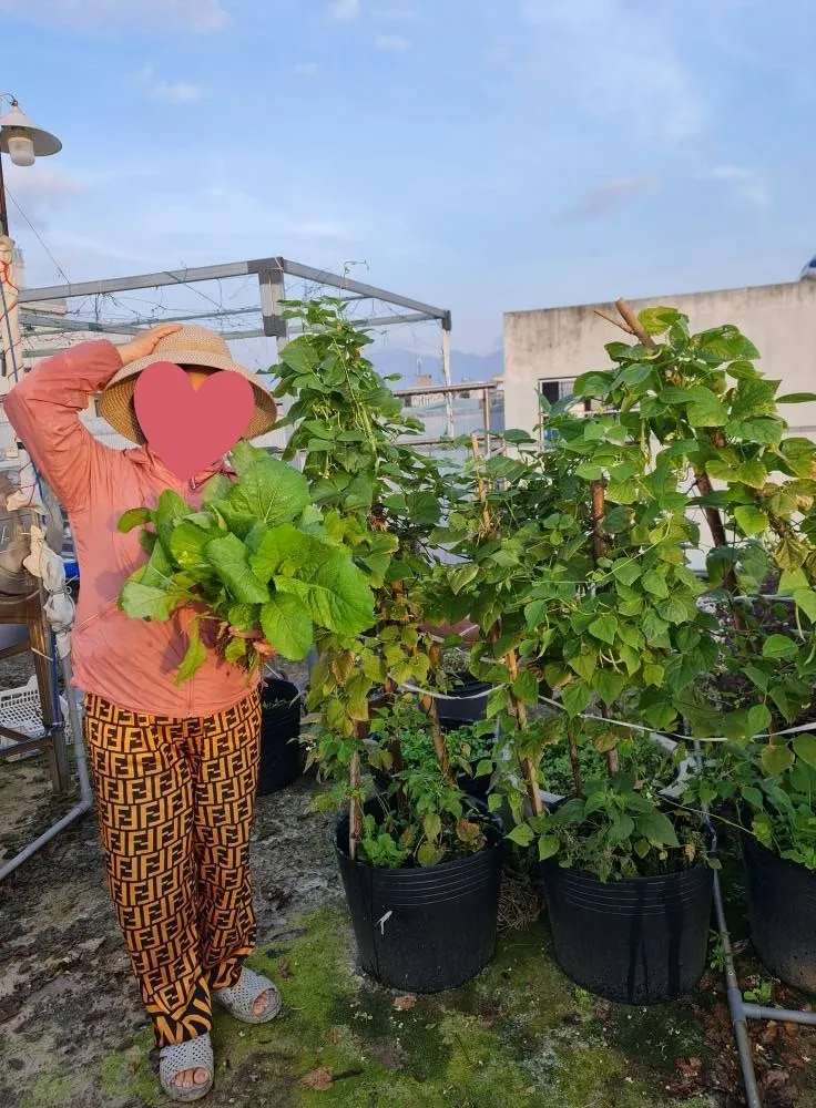 Mẹ và vườn cây